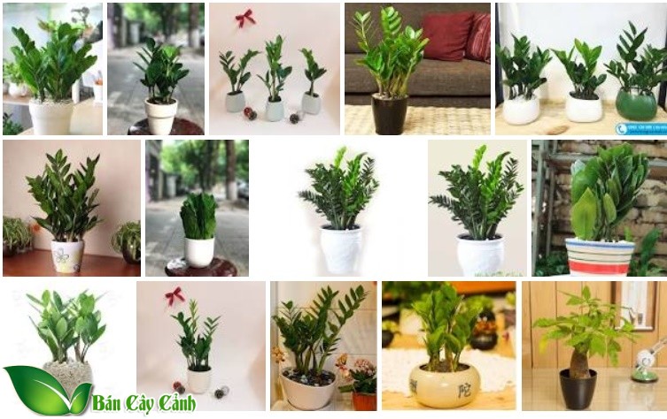mẫu cây kim tiền mini