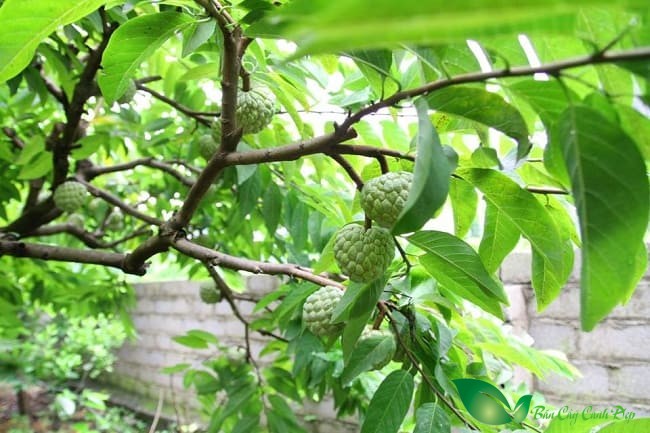 Na Đồng Bành Lạng Sơn