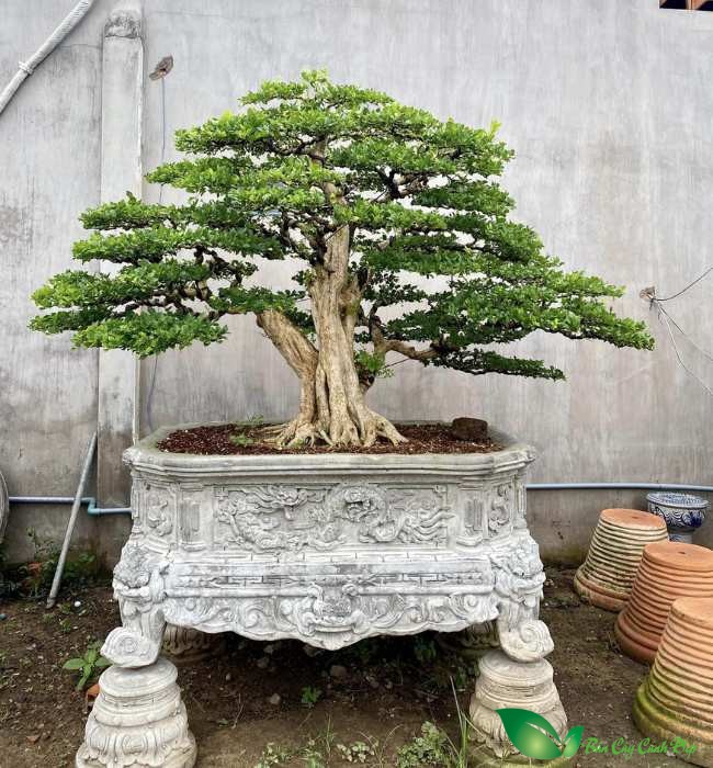 nguyệt quế bonsai