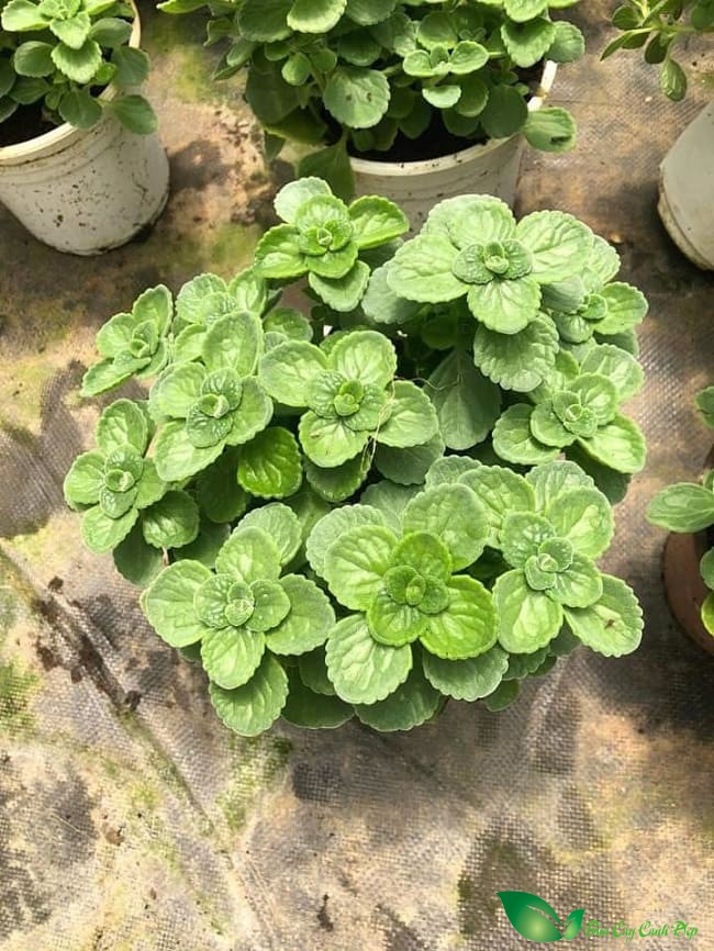 Nhất Mạt Hương