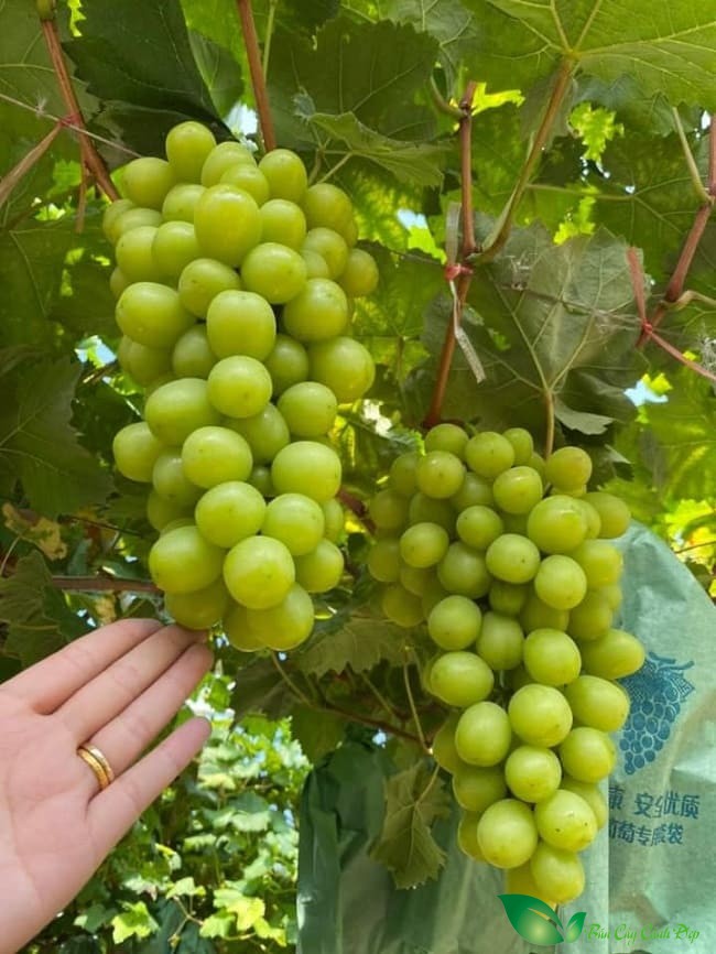 nho mẫu đơn