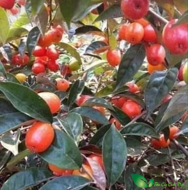 Nhót ngọt