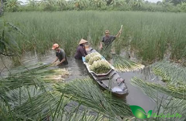nông dân thu hoạch cây bồn bồn