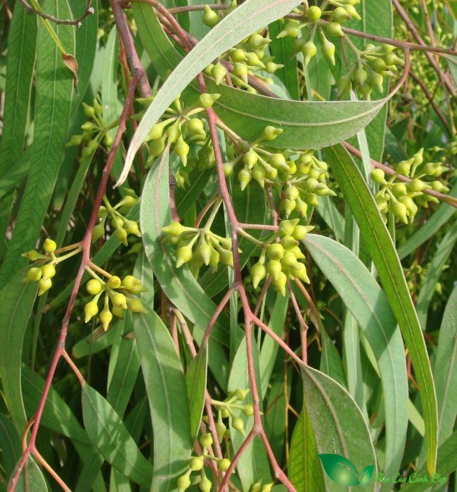 nụ hoa bạch đàn