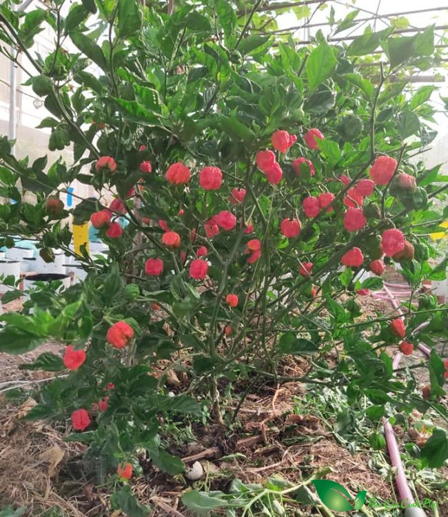 Ớt Carolina Reaper