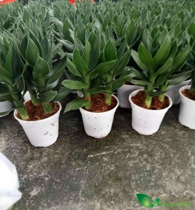 phát tài búp sen