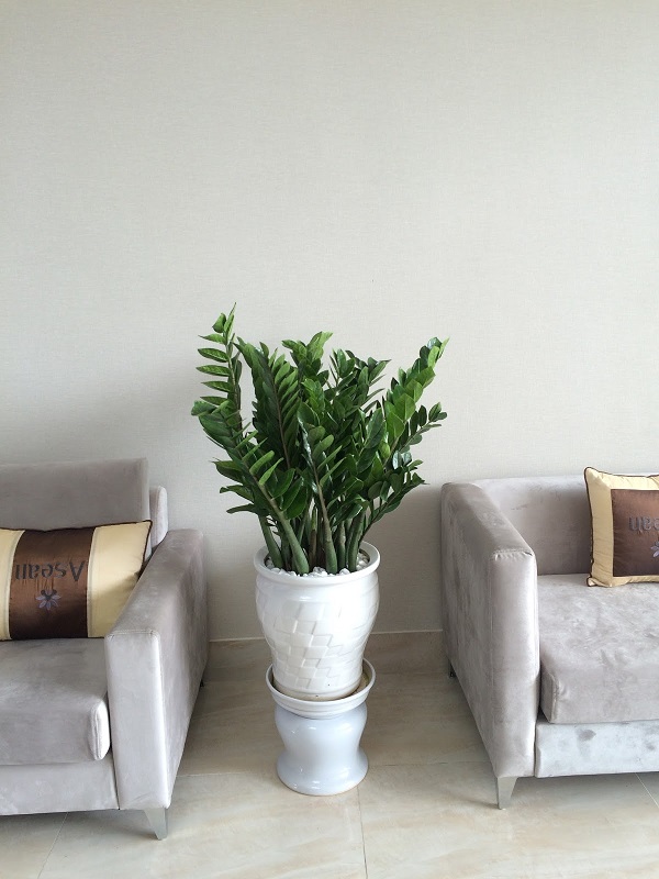 cây kim tiền trang trí nội thất