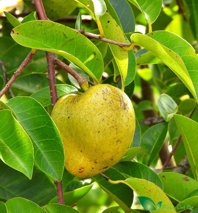 quả bình bát