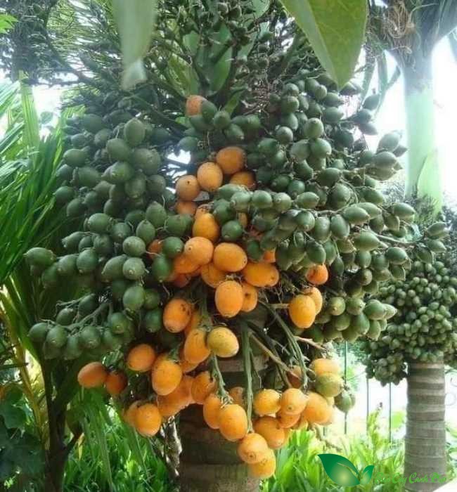 Quả Cau lùn