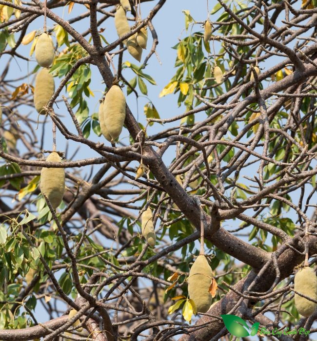 quả cây bao báp