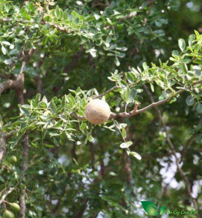 quả cây cần thăng