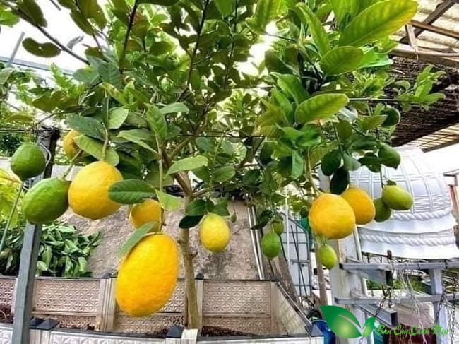 Video Đi chăm lại cây chanh Mỹ cho chủ nhà vì cây ra trái nhiều quá đổ cây