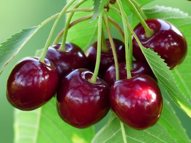 quả cây cherry