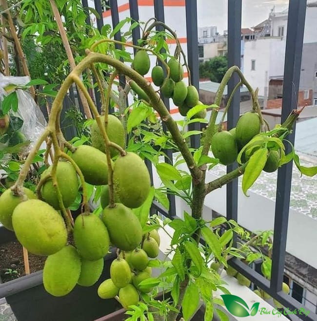 quả cây cóc thái