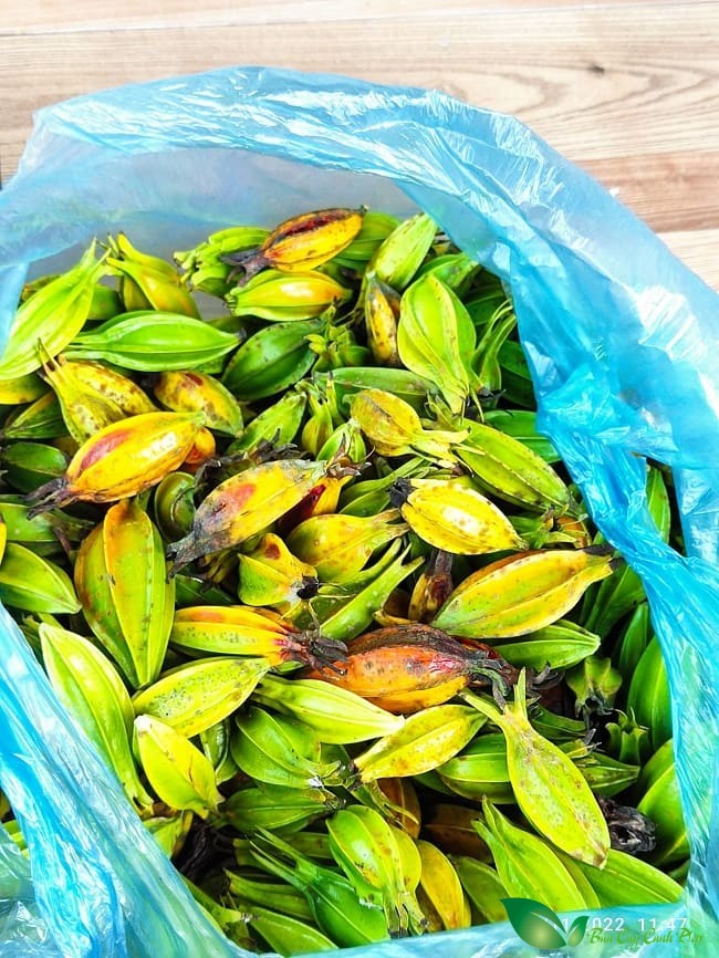 quả cây dành dành