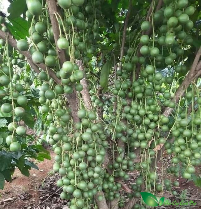 quả cây dâu da