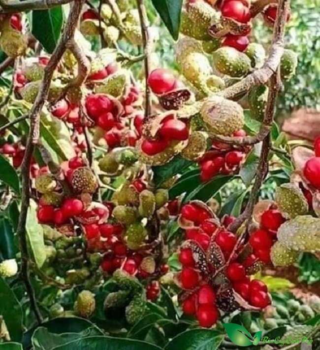 Quả Cây dổi