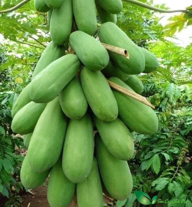 quả cây đu đủ