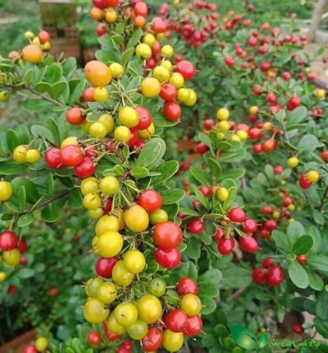 quả cây hải châu