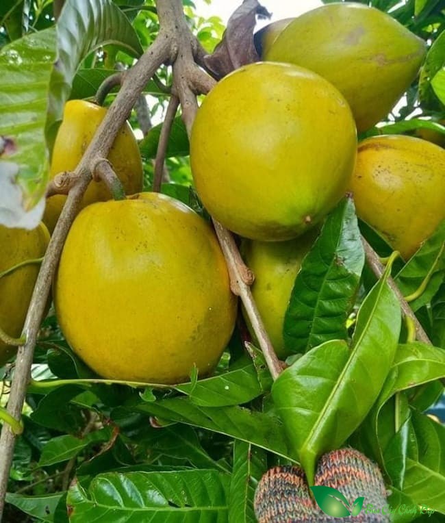 Quả Cây lê ki ma