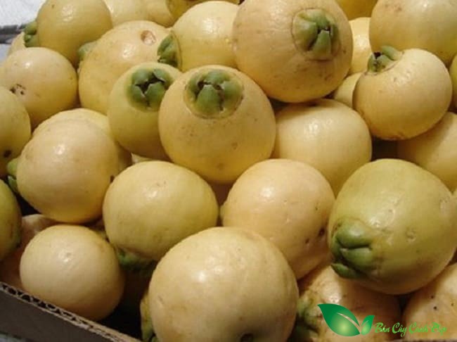 quả Cây Lý