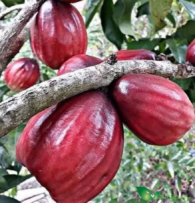 quả cây mận điều đỏ