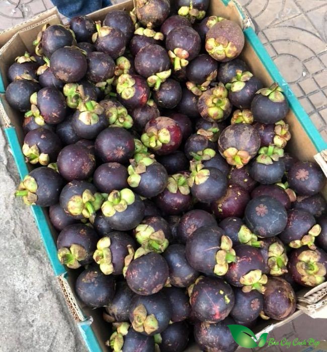 quả cây măng cụt