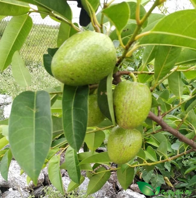 quả cây na xiêm