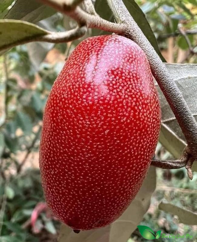Quả Cây nhót ngọt