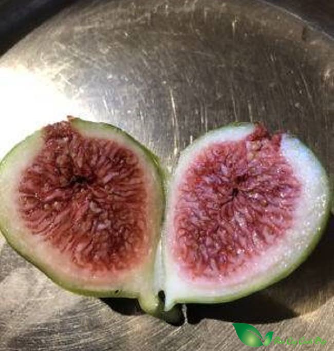 Quả Cây Sung Mỹ JH Adriatic
