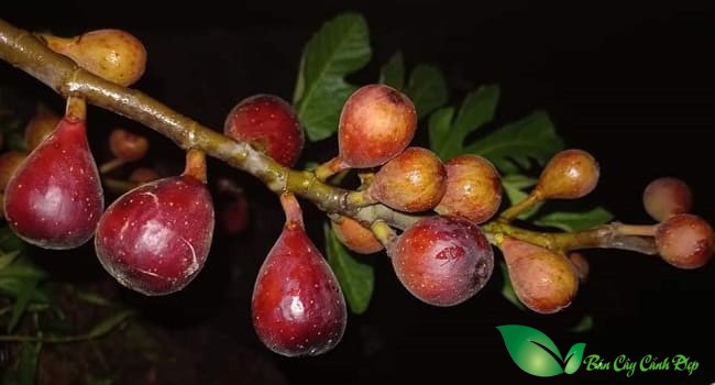 Quả Cây Sung mỹ Violette de bordeaux