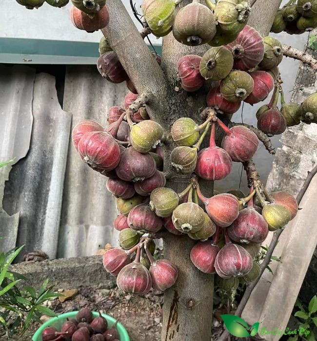 quả cây vả