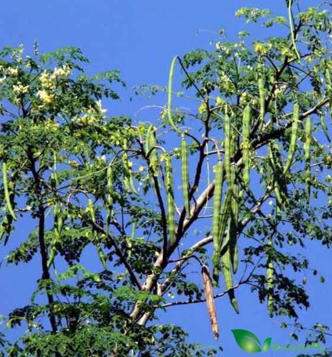 quả chùm ngây