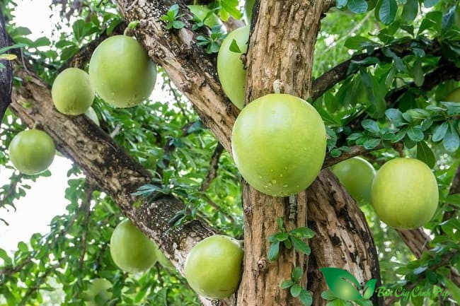 quả đào tiên