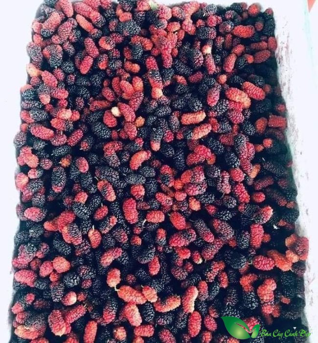 quả dâu tằm