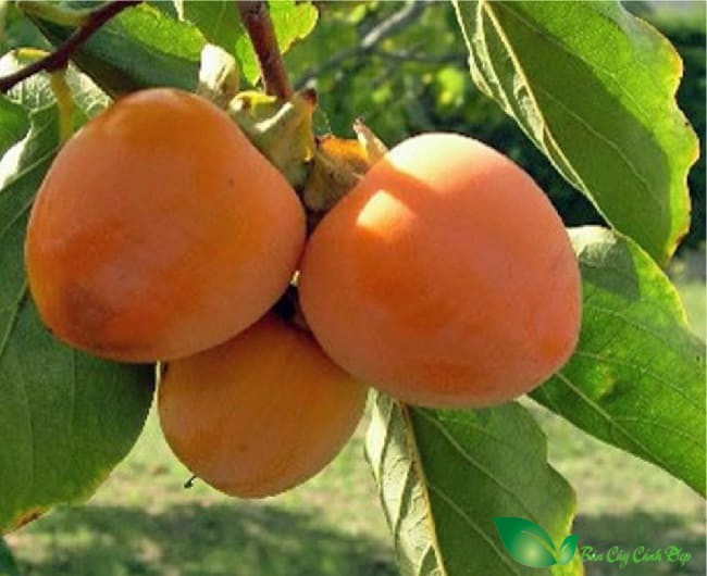 quả hồng