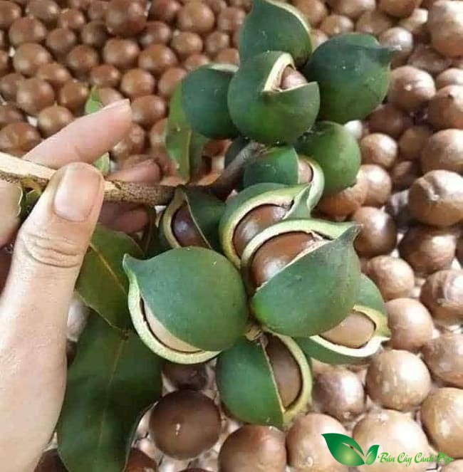 quả mắc ca