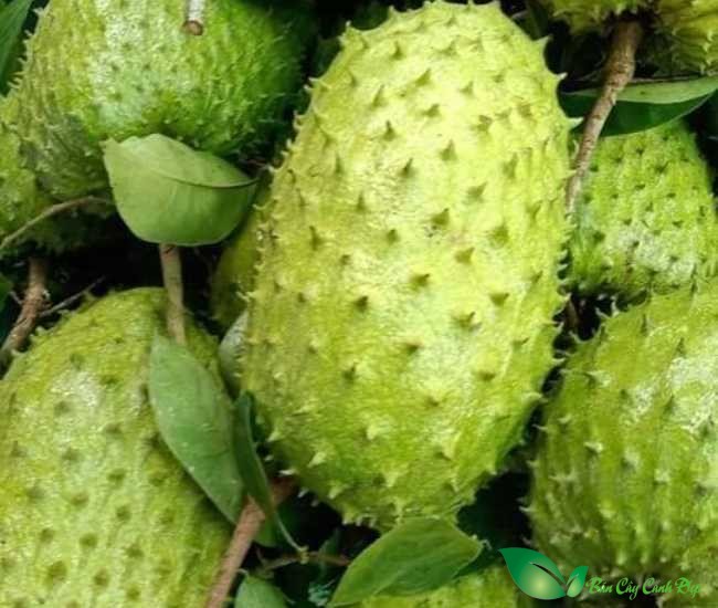 Quả mãng cầu Xiêm