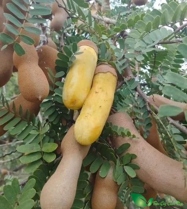 quả me