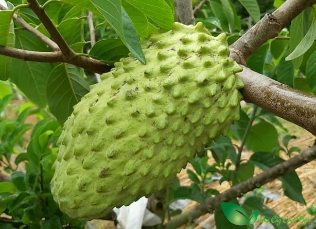 quả na sầu riêng