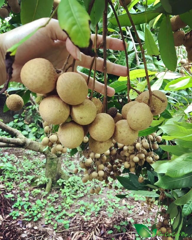 quả nhãn lồng hưng yên