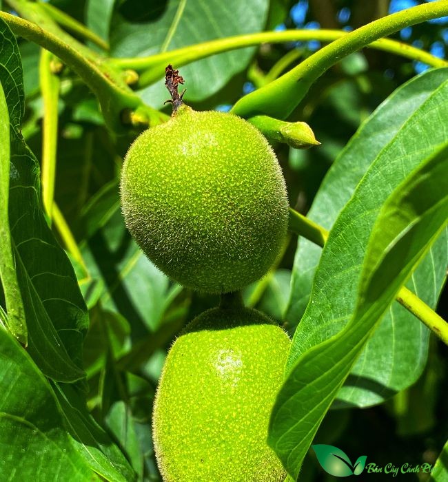 quả óc chó