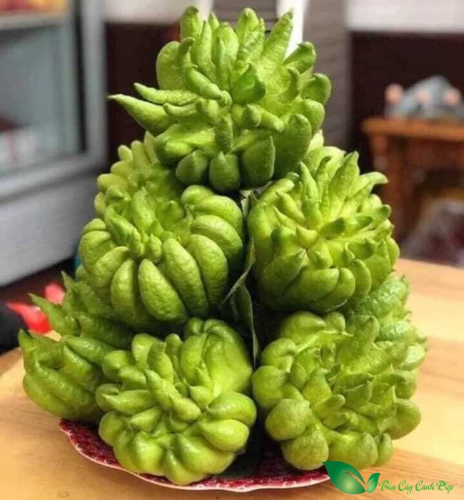 Quả Phật thủ