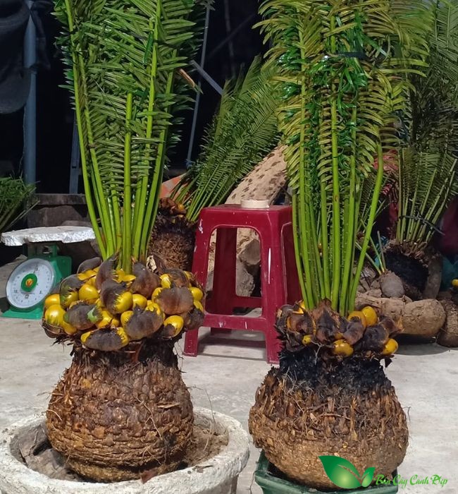quả thiên tuế