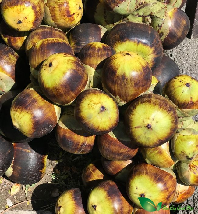 quả thốt nốt