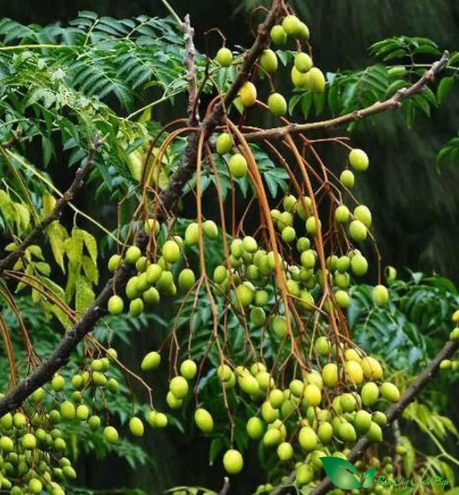 quả xoan
