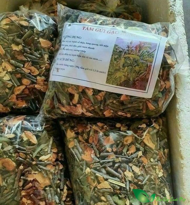 thuốc làm từ tầm gửi
