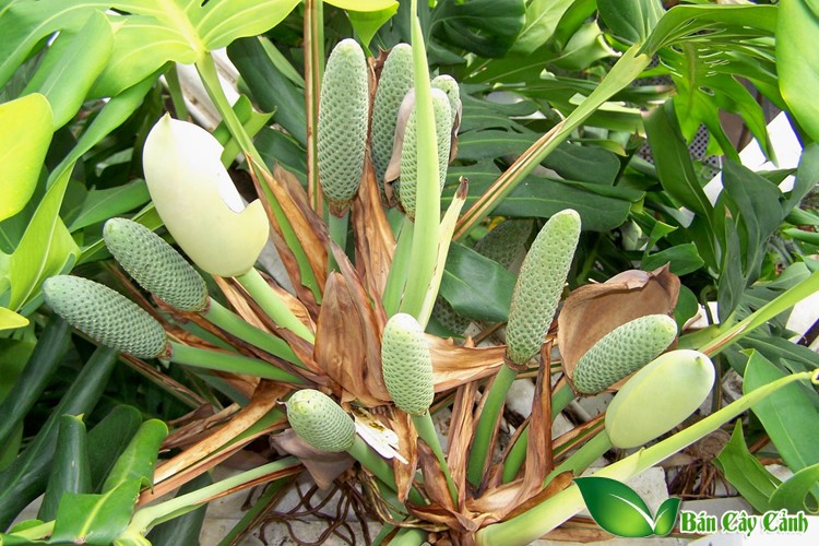 trái monstera