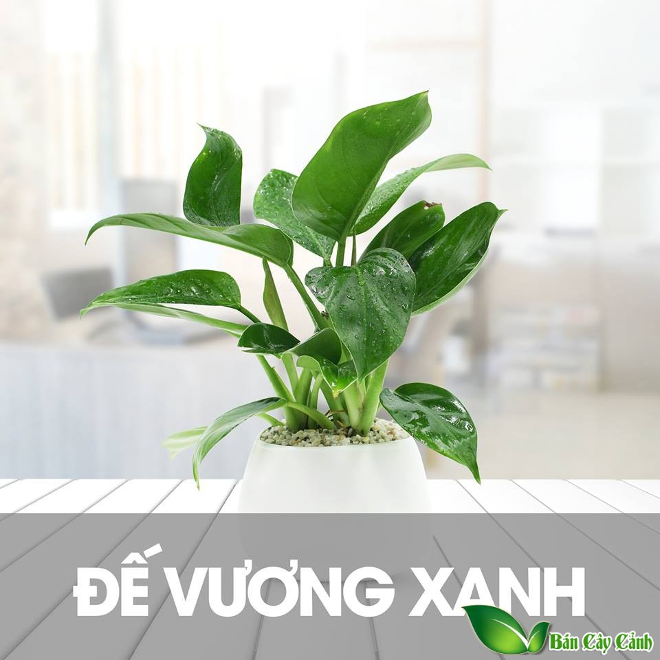 Trầu bà đế vương xanh