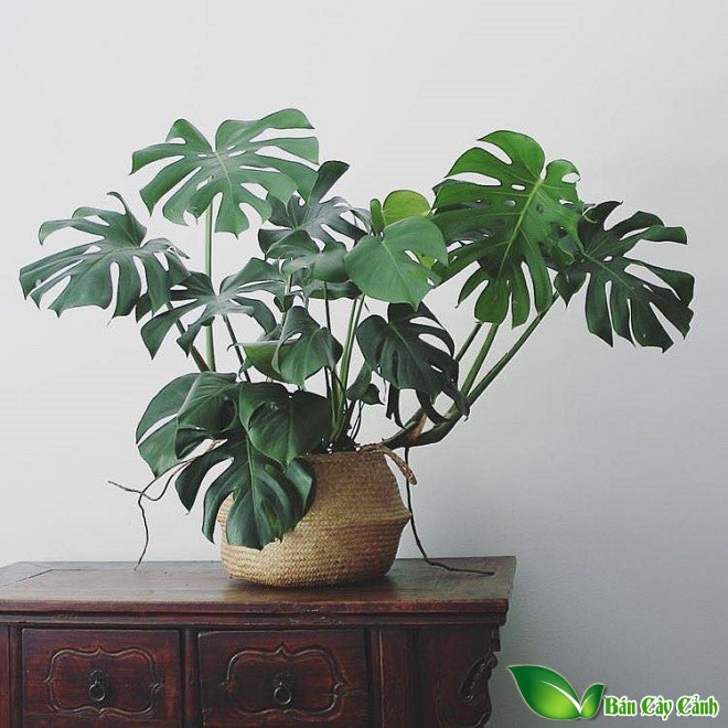 trầu bà lá xẻ
